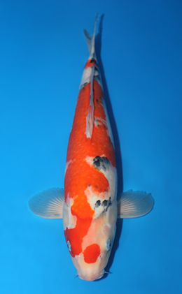 Showa - koi #x0501s046