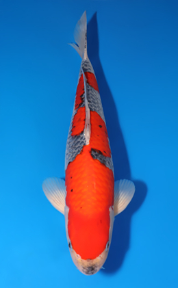 Goshiki - koi #x0502s001