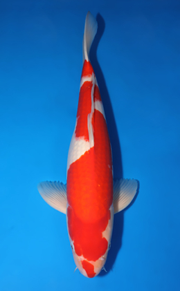 Kohaku - koi #x0502s004
