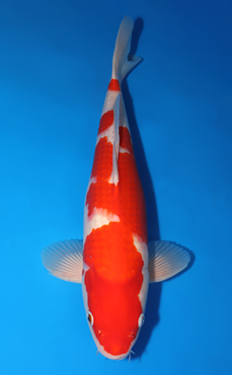 Kohaku - koi #x0502s005