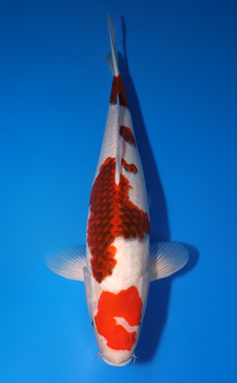 Aigoromo - koi #x0502s006