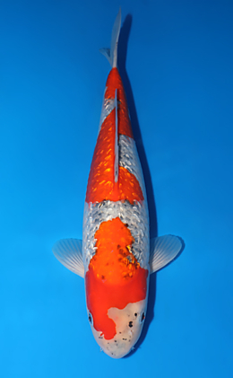 Ginrin Goshiki - koi #x0502s009