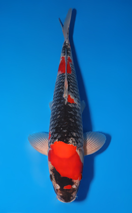 Goshiki - koi #x0502s011