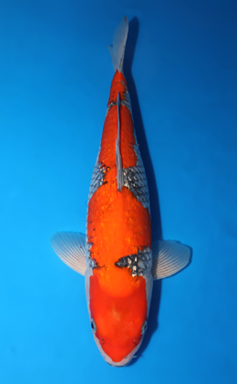 Ginrin Goshiki - koi #x0502s012