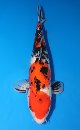 Showa - koi #x0502s013