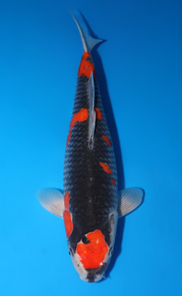 Goshiki - koi #x0502s014