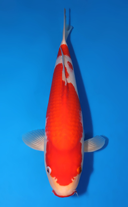 Kohaku - koi #x0502s015