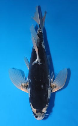 Hirenaga Kumonryu - koi #x0502s016
