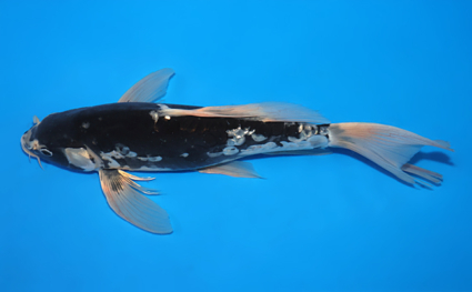 Hirenaga Kumonryu - koi #x0502s016 - Side View A