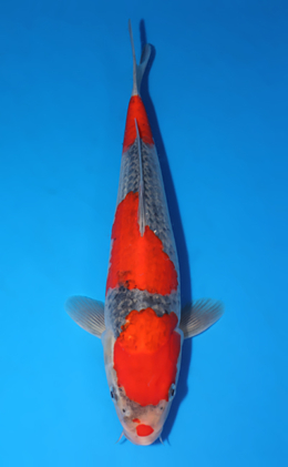 Goshiki - koi #x0502s018