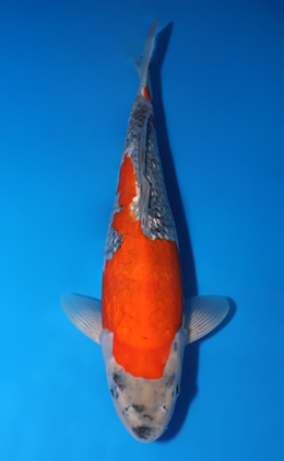 Ginrin Goshiki - koi #x0502s019