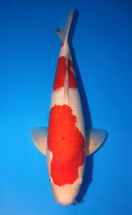 Kohaku - koi #x0503s004