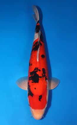 Taisho Sanke - koi #x0503s005