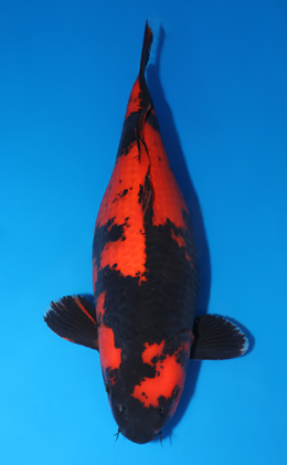 Hi Utsuri - koi #x0503s006