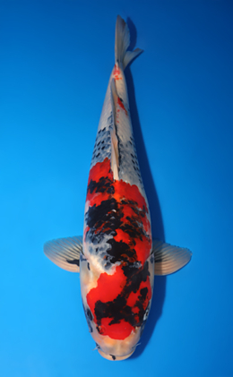 Showa - koi #x0503s007