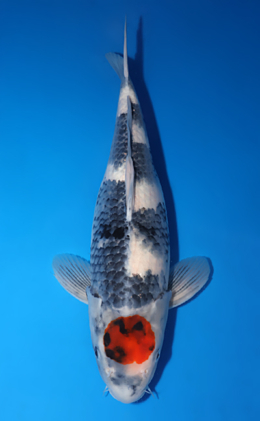 Tancho Showa - koi #x0503s009