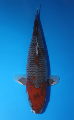 Ochibashigure - koi #x0503s010