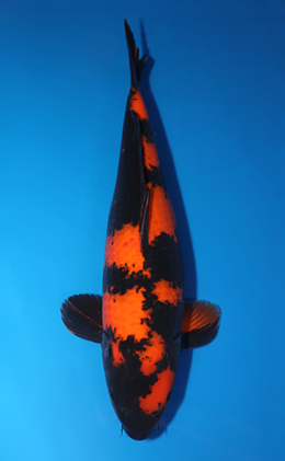 Hi Utsuri - koi #x0503s012