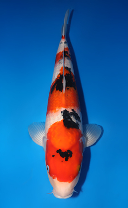 Taisho Sanke - koi #x0503s014