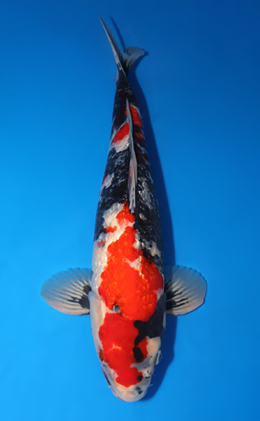 Ginrin Showa - koi #x0503s016