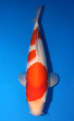 Kohaku - koi #x0503s018