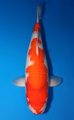 Kohaku - koi #x0503s019