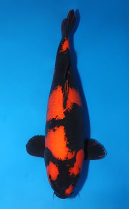 Hi Utsuri - koi #x0503s020