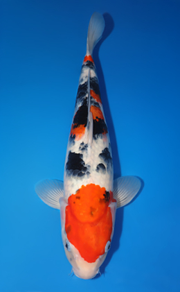 Taisho Sanke - koi #x0503s024