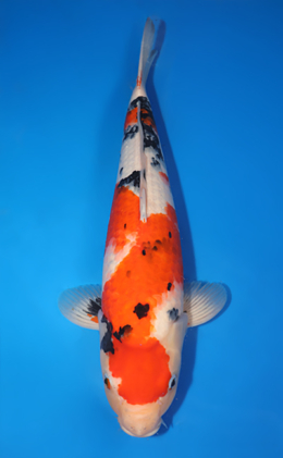 Taisho Sanke - koi #x0503s025