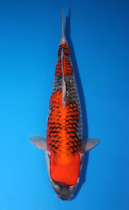 Goshiki - koi #x0503s028