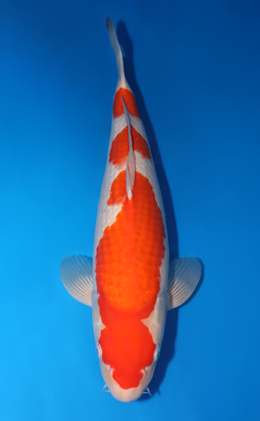 Kohaku - koi #x0503s029