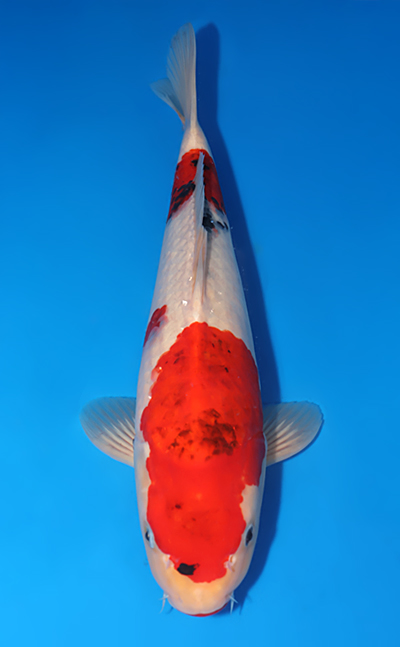 Showa - koi #x0503s030