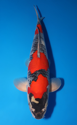 Goshiki - koi #x0505t001