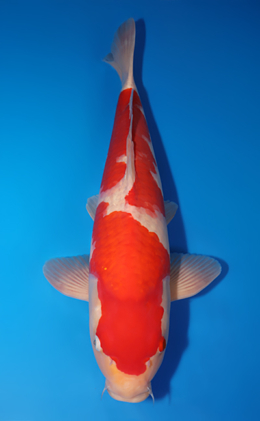 Kohaku - koi #x0505t002