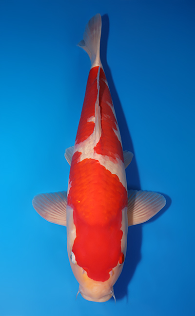 Kohaku - koi #x0505t002