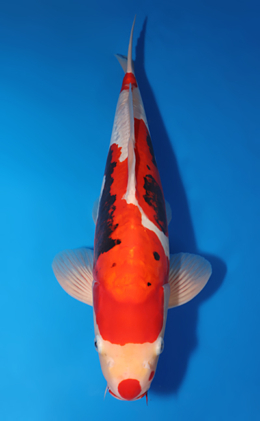 Beni Kumonryu - koi #x0505t005