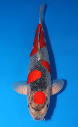 Goshiki - koi #x0505t007
