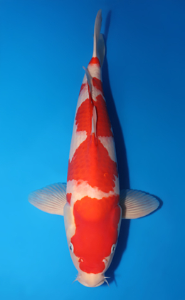 Kohaku - koi #x0505t009