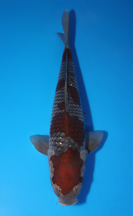 Ochibashigure - koi #x0505t010