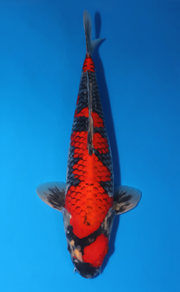 Goshiki - koi #x0505t011