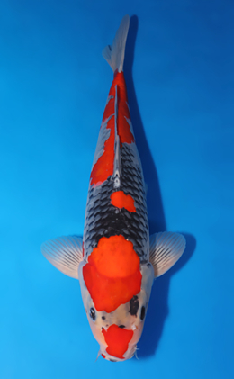 Goshiki - koi #x0505t013