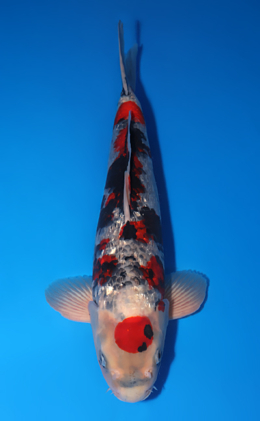 Ginrin Showa - koi #x0505t014