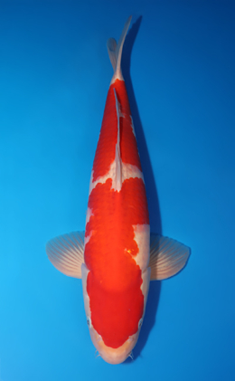 Kohaku - koi #x0505t015