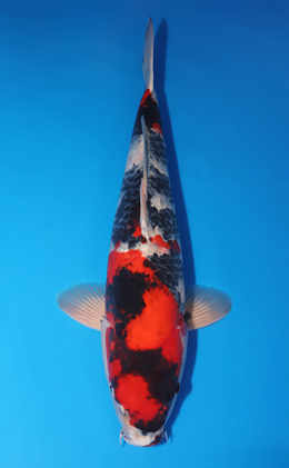 Showa - koi #x0505t016