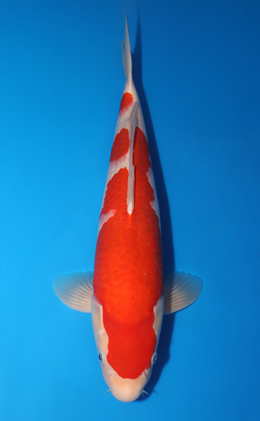 Kohaku - koi #x0505t017