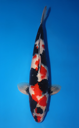 Showa - koi #x0505t019