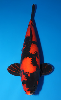 Hi Utsuri - koi #x0505t022