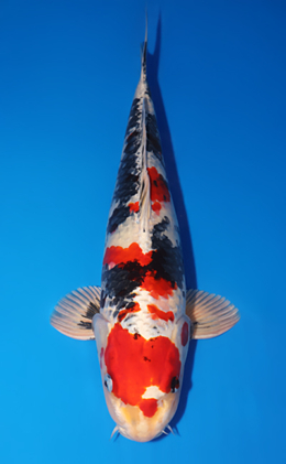 Kin Showa - koi #x0505t023