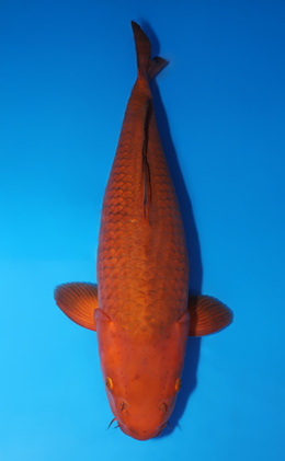 Chagoi - koi #x0505t027