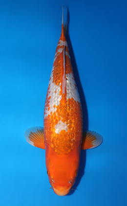 Golden Corn - koi #x0505t029